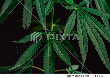 Thematic photos of hemp and marijuana Green leaf 61343752