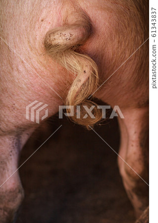 Little pig tail Little pig tail 61343837