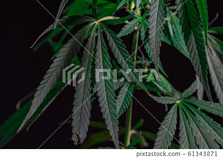 Thematic photos of hemp and marijuana Green leaf Thematic photos of hemp and marijuana Green leaf 61343871