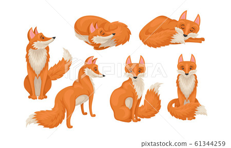 Red fox in Different Poses Vector Illustrations Set Red fox in Different Poses Vector Illustrations Set 61344259