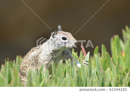 松鼠 61344283
