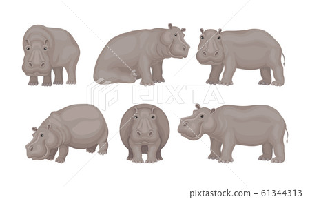 Huge African Hippo Sitting and Standing Vector Set 61344313