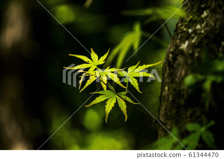 One Maple 61344470