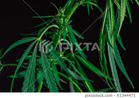 Thematic photos of hemp and marijuana Green leaf 61344471