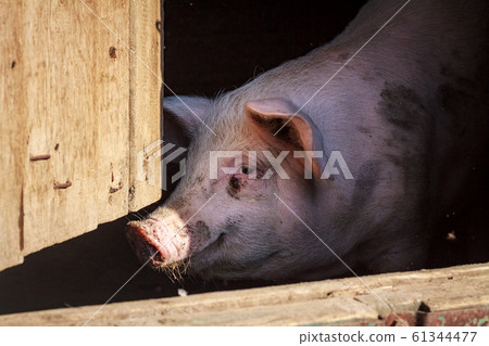 A large pig's head close-up on a pig farm A large pig's head close-up on a pig farm 61344477
