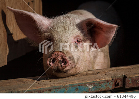 A large pig's head close-up on a pig farm A large pig's head close-up on a pig farm 61344490