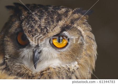 Eagle Misukazu Eagle Misukazu 61344783
