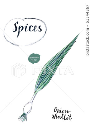 Young fresh spring green onion with green leaves (sometimes called shallots or scallions) in watercolor 61344867