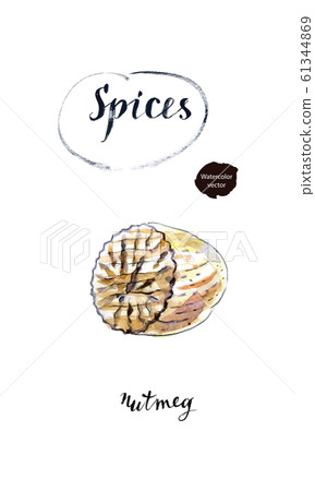 Nutmeg, seed of Myristica fragrans, whole, half and ground in watercolor Nutmeg, seed of Myristica fragrans, whole, half and ground in watercolor 61344869