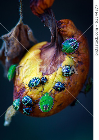 Nezara viridula green shield bug southern stink 61344877