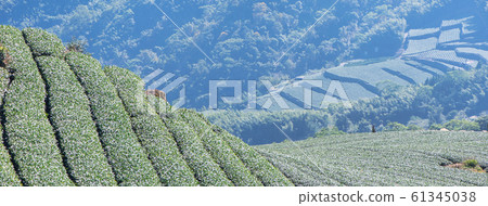 Tea leaf plantation garden leisure field tea field 61345038