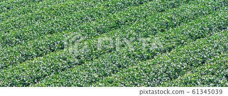 Tea leaf plantation garden leisure field tea field 61345039