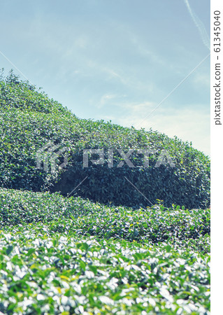 Tea leaf plantation garden leisure field tea field 61345040