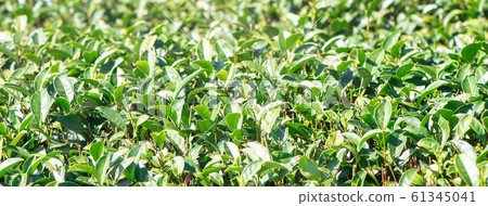 Tea leaf plantation garden leisure field tea field Tea leaf plantation garden leisure field tea field 61345041