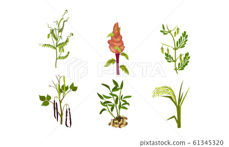 Legume Plants with Leaves, Pods and Flowers Vector Set 61345320