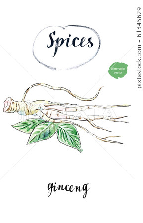 Watercolor fresh ginseng root 61345629