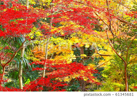 Todoroki valley colored leaves 61345681