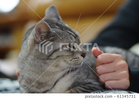 Live with cats Live with cats 61345731