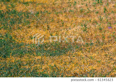 Dodder Genus Cuscuta is The parasite wraps 61345823