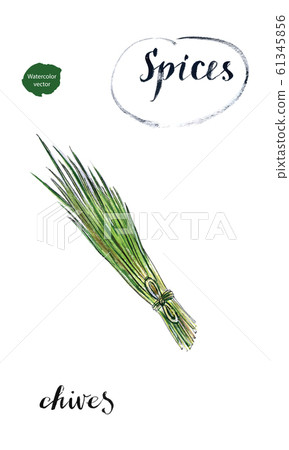 Watercolor young green fresh chives bunch Watercolor young green fresh chives bunch 61345856