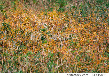 Dodder Genus Cuscuta is The parasite wraps 61345898