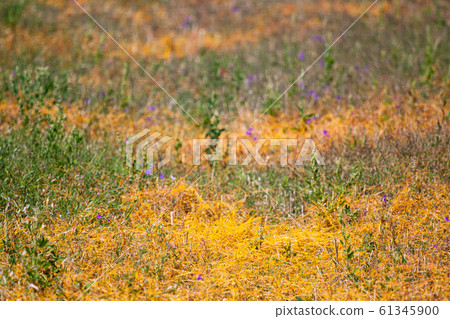 Dodder Genus Cuscuta is The parasite wraps Dodder Genus Cuscuta is The parasite wraps 61345900
