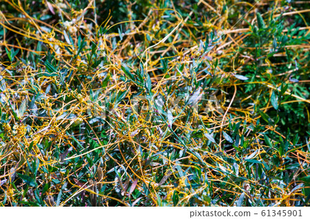 Dodder Genus Cuscuta is The parasite wraps Dodder Genus Cuscuta is The parasite wraps 61345901