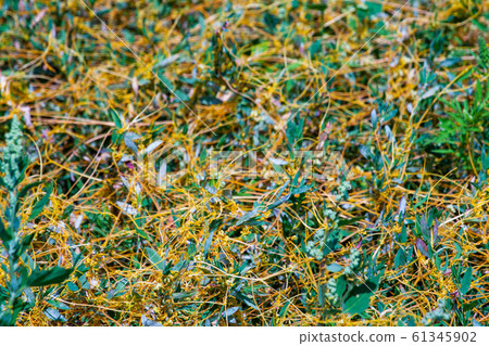 Dodder Genus Cuscuta is The parasite wraps Dodder Genus Cuscuta is The parasite wraps 61345902
