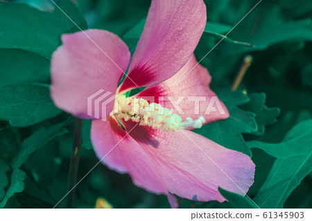 natural hibiscus and frangipani flowers 61345903