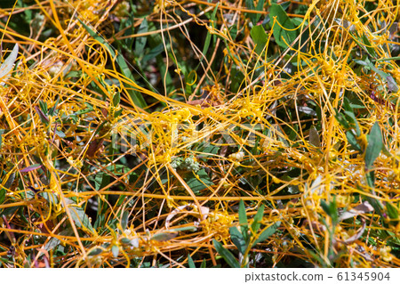 Dodder Genus Cuscuta is The parasite wraps 61345904