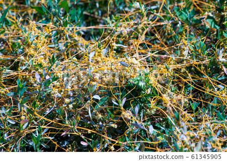 Dodder Genus Cuscuta is The parasite wraps 61345905