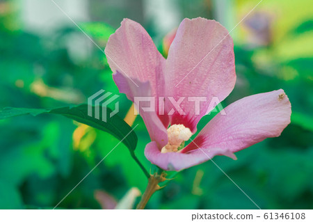 natural hibiscus and frangipani flowers 61346108