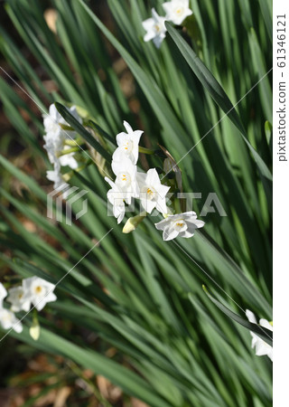 Fusazaki narcissus (papillaeus) 61346121