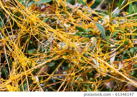 Dodder Genus Cuscuta is The parasite wraps Dodder Genus Cuscuta is The parasite wraps 61346147
