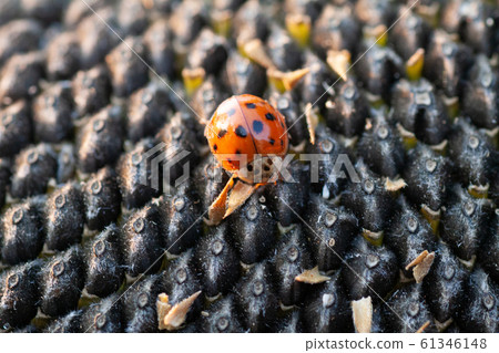 The sunflower with black seeds and ladybug The sunflower with black seeds and ladybug 61346148