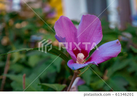 natural hibiscus and frangipani flowers natural hibiscus and frangipani flowers 61346201