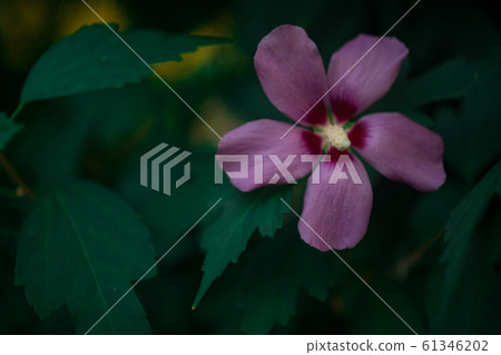 natural hibiscus and frangipani flowers 61346202