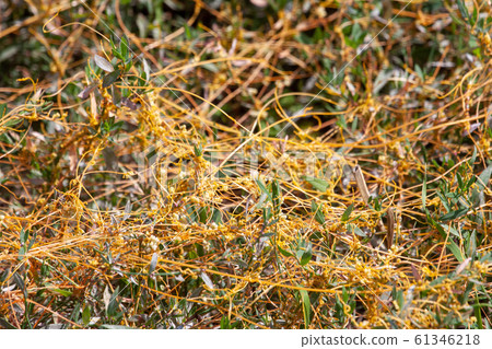 Dodder Genus Cuscuta is The parasite wraps Dodder Genus Cuscuta is The parasite wraps 61346218