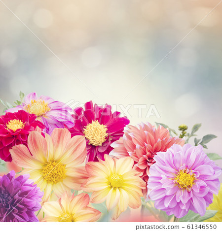 Dahlia Flowers Bloom in The Garden Dahlia Flowers Bloom in The Garden 61346550