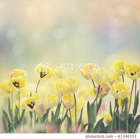 Yellow tulips blooming Yellow tulips blooming 61346551