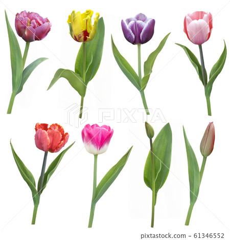 colorful tulips flowers isolated on white colorful tulips flowers isolated on white 61346552