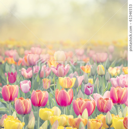 Colorful tulip field Colorful tulip field 61346553