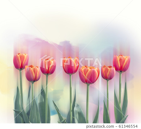 tulip flowers in a row tulip flowers in a row 61346554