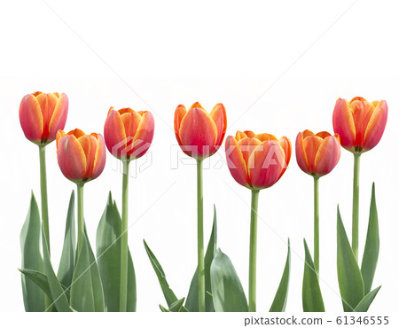 tulip flowers in a row isolated on white tulip flowers in a row isolated on white 61346555