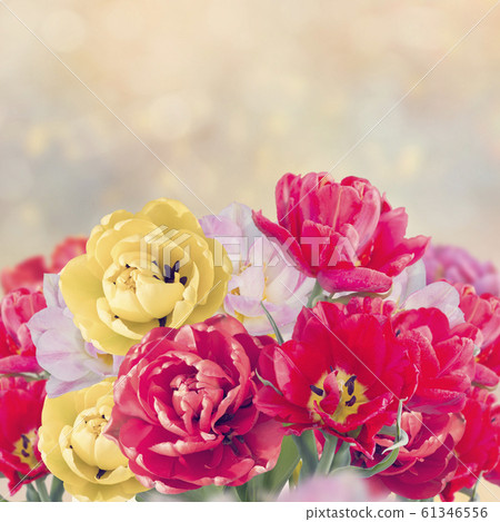 Colorful tulip flowers Colorful tulip flowers 61346556