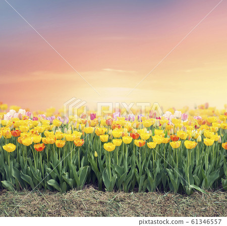 Colorful tulip field Colorful tulip field 61346557