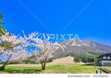 大山春季櫻花和增水原高原 大山春季櫻花和增水原高原 61346842