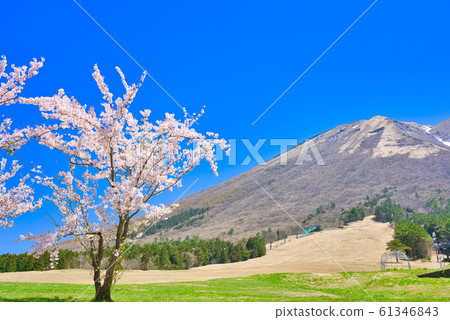 大山春季櫻花和增水原高原 大山春季櫻花和增水原高原 61346843