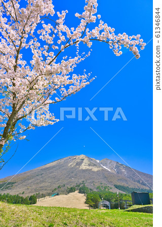 大山春季櫻花和增水原高原 大山春季櫻花和增水原高原 61346844