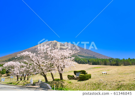 Spring Oyama cherry blossoms and Masumizuhara plateau Spring Oyama cherry blossoms and Masumizuhara plateau 61346845